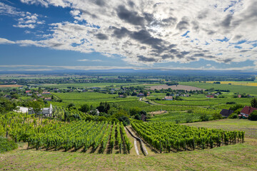 Fototapeta na wymiar vineyard in Somlo (Somlyo) hill, Veszprem county, Hungary