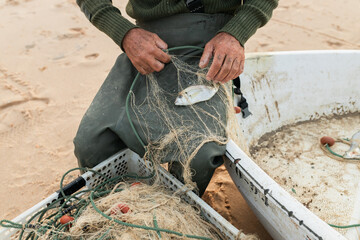 Crop of anonymous man in sailor suit picking up fish from net on the seashore on sunny day