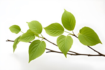 Naklejka premium Dogwood Branch and Lush Green Leaves in Tropical Natural Setting. Isolated on a transparent background, was created using generative AI technology.