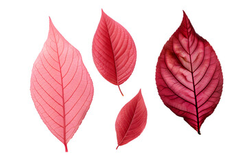 Fototapeta premium Stunning red dogwood Leaves collection. Tropical leaf, isolated on a transparent background