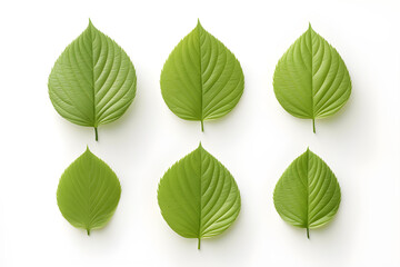 Obraz premium Stunning green dogwood Leaves collection. Tropical leaf, isolated on a transparent background.
