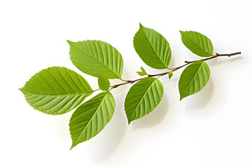 Fototapeta na wymiar Tropical Dogwood Branch with Vibrant Green Leaves, Nature's Beauty. Isolated on a transparent background