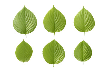 Green dogwood Leaves collection,  isolated on a transparent background