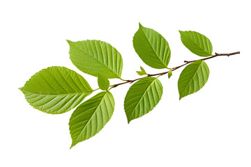 Fototapeta na wymiar Dogwood Branch with Green Leaves, Isolated on a transparent background