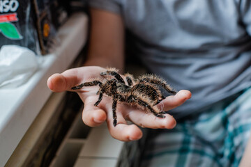 child's hand holding tarantula huge spider. boy plays with Brachypelma albopilosum . Caring for wild arachnids at home. Taking care of pets