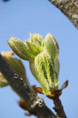 Close up of bud on a twig on a sunny spring day in rural Germany.