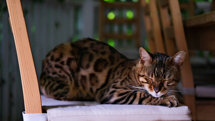 The cat sleeps on an easy chair. Bengal cat sleeps cutely
