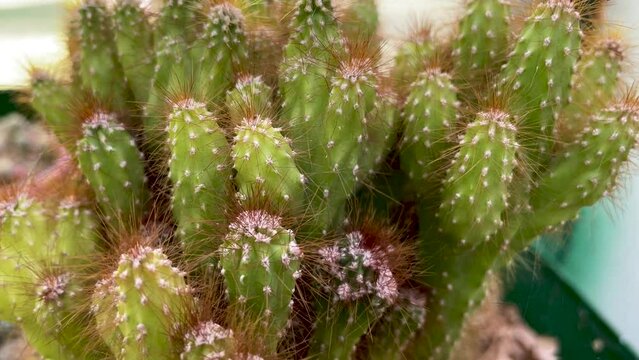 top view cactus close-up in the botanical garden