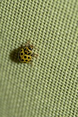 Yellow ladybug seen in close-up - 644566550