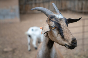goat on the farm