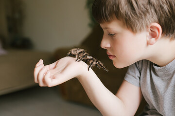 The spider reaches the tentacles to the child's face. Breeding tarantulas. Caring for pets. - obrazy, fototapety, plakaty