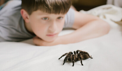 child watches spider. Tarantula in boy's bed. Scary pet