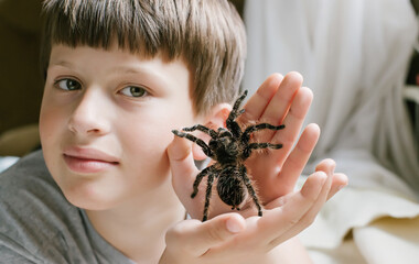 boy shows off spider. Halloween symbol. Live tarantula in the hands of a child