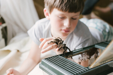 A boy puts a tarantula spider in a terrarium.