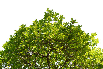 green bush isolated transparency background.