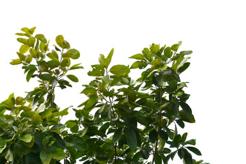 Green leaf isolated transparency background..