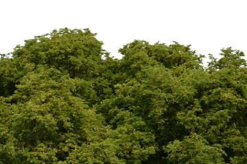 green bush isolated transparency background.