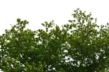 Green leaf isolated transparency background..