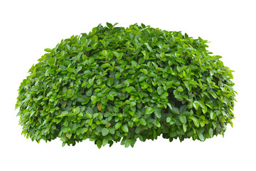 Fototapeta premium green bush isolated transparency background.