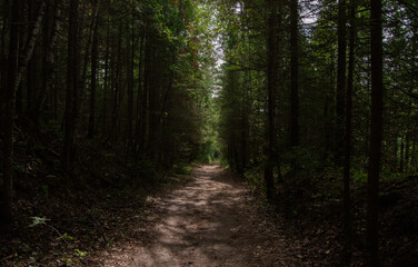 A forest path with beautiful rays of the sun. Light and shadow in the forest.