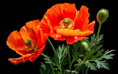 Fototapeta premium Orange poppy flower in the spring , dark green and red, flower on black background.