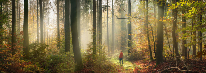 Fabulous misty autumn scenery in a forest, extra wide panorama with a man standing in a clearing and rays of soft light enhancing the magical fairytale mood