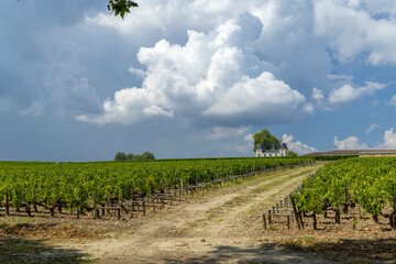 Obraz premium Vineyards near Margaux (Chateau Margaux), Bordeaux, Aquitaine, France