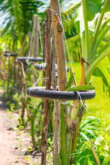 Dragon fruit grown in the farm.