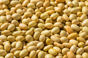 Organic Yellow Mayacoba Beans