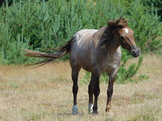 Obraz premium Horses