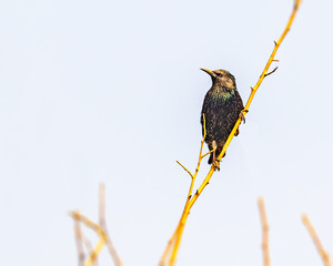 A Common Starling