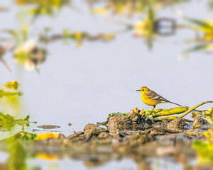 A Yellow Wagtail
