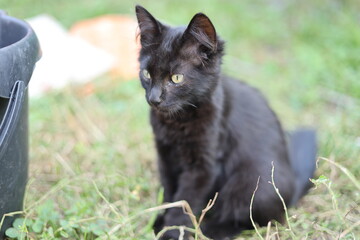 cat on the grass