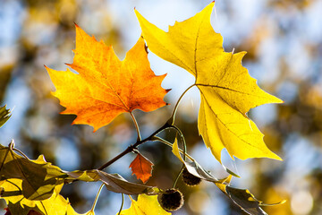 Colorful leaves in october. Colorful leaves in autumn.