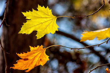 Colorful leaves in october. Colorful leaves in autumn.