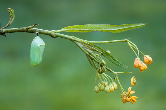 Monarch butterfly chrysalis on milkweed plant