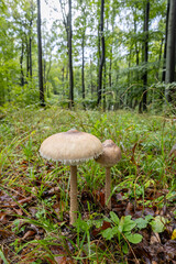 High Bedle (Macrolepiota procera) in the autumn forest, White Carpathians, Southern Moravia, Czech Republic