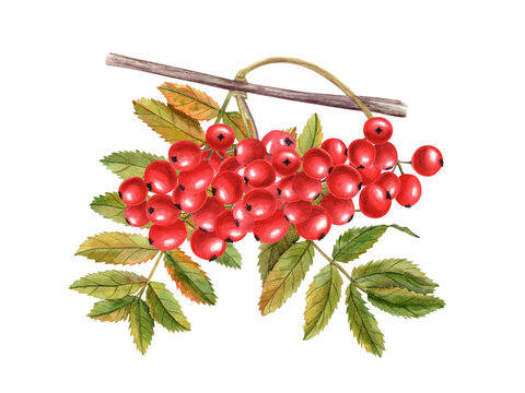 Autumn bunch of ripe rowan berries with leaves. Rustic fall illustration with rowanberry. Sorbus aucuparia, mountain-ash, quick beam. Composition for wedding invitation, cards, covers