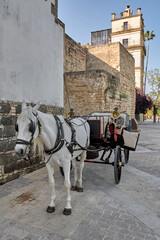 Naklejka na ściany i meble Jerez white horse from a horse-drawn carriage in Jerez de la Frontera, Andalusia.