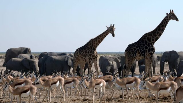 Wild animals congregate around a waterhole in Etosha National Park, Namibia, Africa.