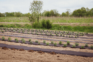 Lavender is planted in the soil and the soil around the lavender bush is covered with agrofibre.
