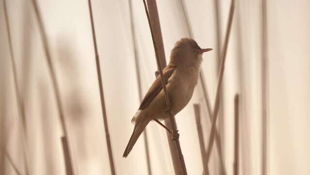 A male common reed warbler (Acrocephalus scirpaceus) singing on a reed stem in early spring.