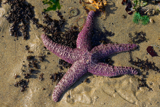 Purple Sea Star on the beach in Oregon