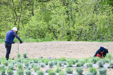 A couple of people are planting lavender in a field, a lavender field and workers