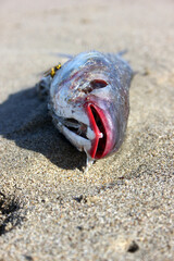 Red lips mullet