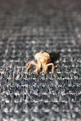 Sing Cicada