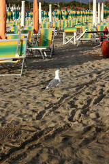 Birds at Torre del Lago