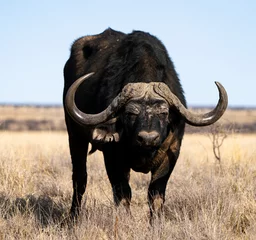 Stickers pour porte Parc national du Cap Le Grand, Australie occidentale Cape buffalo bull photographed in Mokala National Park, South Africa.