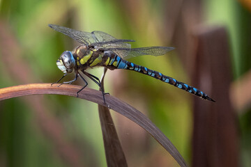 Dragonfly or damselfly resting on a reed leaf