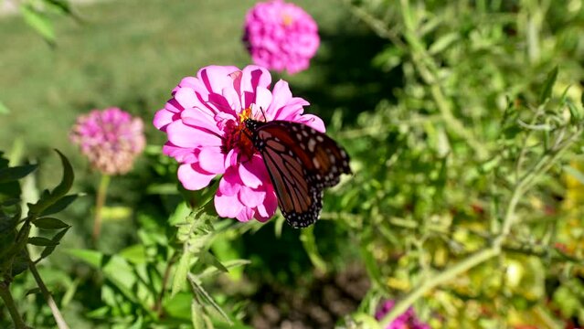 monarch butterfly pollinates pink zinnia with proboscis